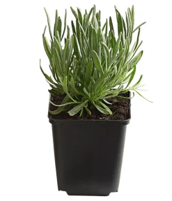 Dehner Bio Lavendel|Bio Stauden > Bio Lavendel 'Alba'