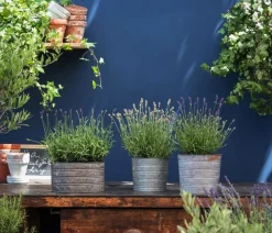 Dehner Bio Lavendel|Bio Stauden > Bio Lavendel 'Alba'