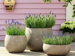 Dehner Bio Lavendel|Bio Stauden > Bio Lavendel 'Grappenhall'