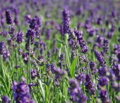 Dehner Bio Bio 'Hidcote Blue' Lavendel Outlet