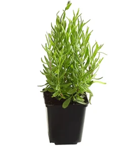 Dehner Bio Bio 'Hidcote Blue' Lavendel Outlet
