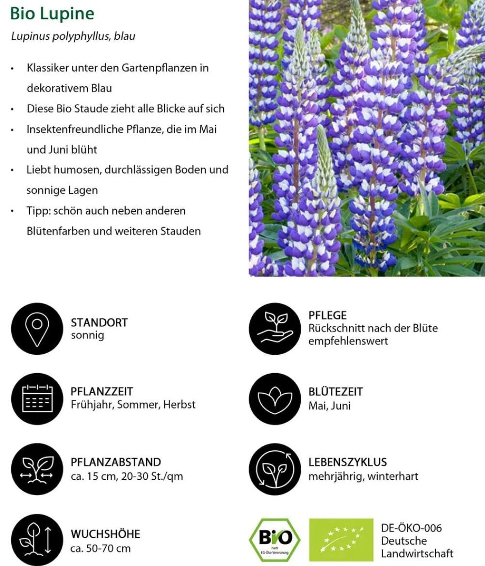 Dehner Bio Sommerstauden|Bio Stauden > Bio Lupine, blau