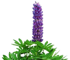 Dehner Bio Sommerstauden|Bio Stauden > Bio Lupine, blau
