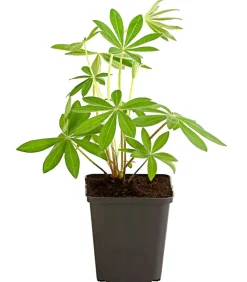 Dehner Bio Sommerstauden|Bio Stauden > Bio Lupine, blau