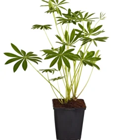 Dehner Bio Bio Lupine, Gelb Sale
