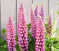 Dehner Bio Bio Lupine, Rosa Hot