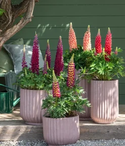 Dehner Bio Sommerstauden|Bio Stauden > Bio Lupine,