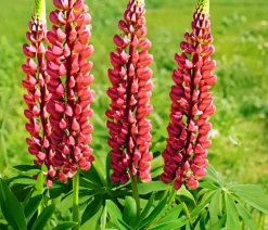 Dehner Bio Sommerstauden|Bio Stauden > Bio Lupine,