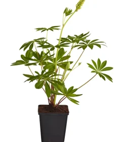 Dehner Bio Sommerstauden|Bio Stauden > Bio Lupine,