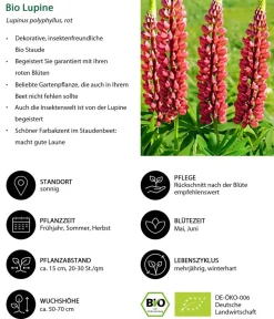 Dehner Bio Sommerstauden|Bio Stauden > Bio Lupine,