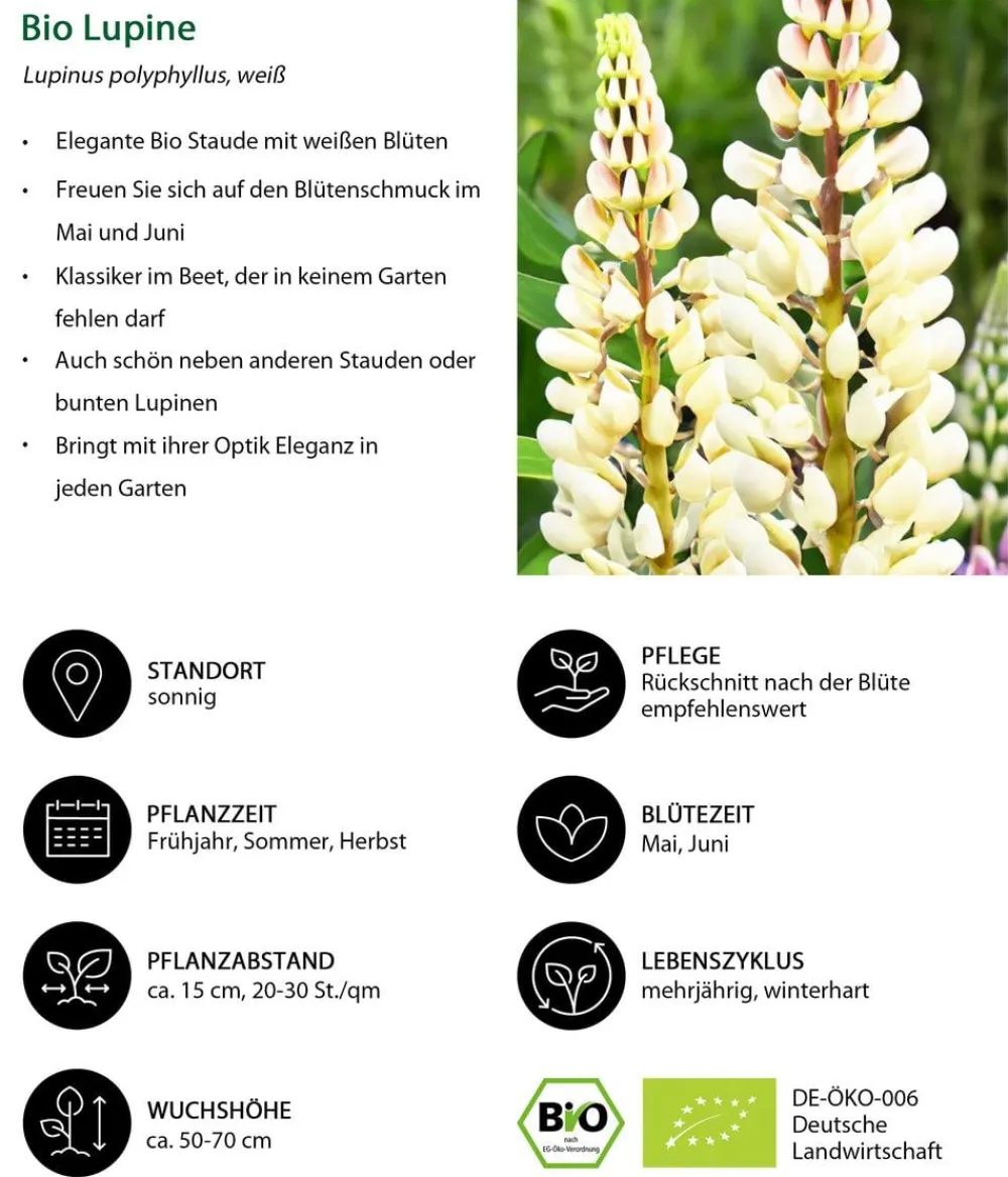 Dehner Bio Bio Lupine, Weiß Hot