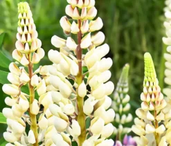Dehner Bio Bio Lupine, Weiß Hot