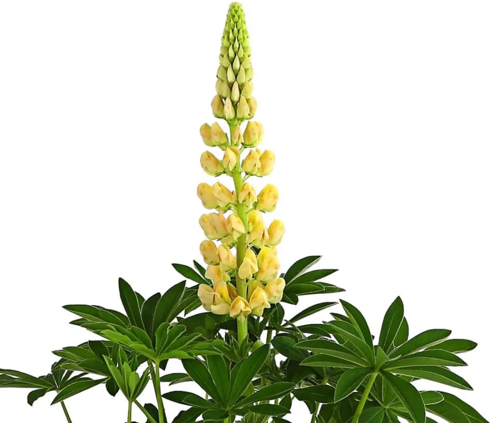 Dehner Bio Bio Lupine, Weiß Hot