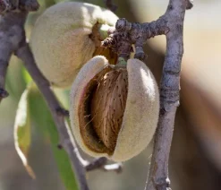 Dehner Bio Nüsse & Besondere Obstbäume|Bio-Obstbäume > Bio Mandelbaum 'Robijn'