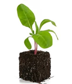 Dehner Bio Gartengemüse|Bio-Gemüsepflanzen > Bio Mangold, 6er Schale