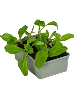 Dehner Bio Gartengemüse|Bio-Gemüsepflanzen > Bio Mangold, 6er Schale