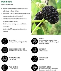 Dehner Bio Beeren-Sets|Bio-Obststräucher - Bio Maulbeer-Feigen-Kiwi-Set Sommerobst, 3-teilig