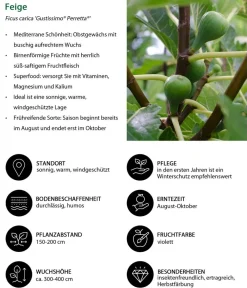 Dehner Bio Beeren-Sets|Bio-Obststräucher - Bio Maulbeer-Feigen-Kiwi-Set Sommerobst, 3-teilig