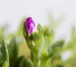 Dehner Bio Bio Mittagsblume Pink Sale