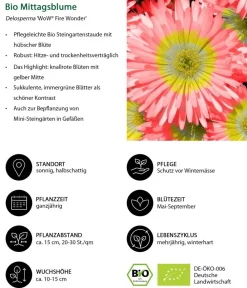 Dehner Bio Steingartenstauden|Garten-Raritäten > Bio Mittagsblume 'Wheels of Wonder® Fire Wonder'