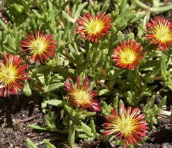 Dehner Bio Steingartenstauden|Garten-Raritäten - Bio Mittagsblume 'Wheels of Wonder® Orange Wonder'