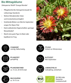 Dehner Bio Steingartenstauden|Garten-Raritäten - Bio Mittagsblume 'Wheels of Wonder® Orange Wonder'