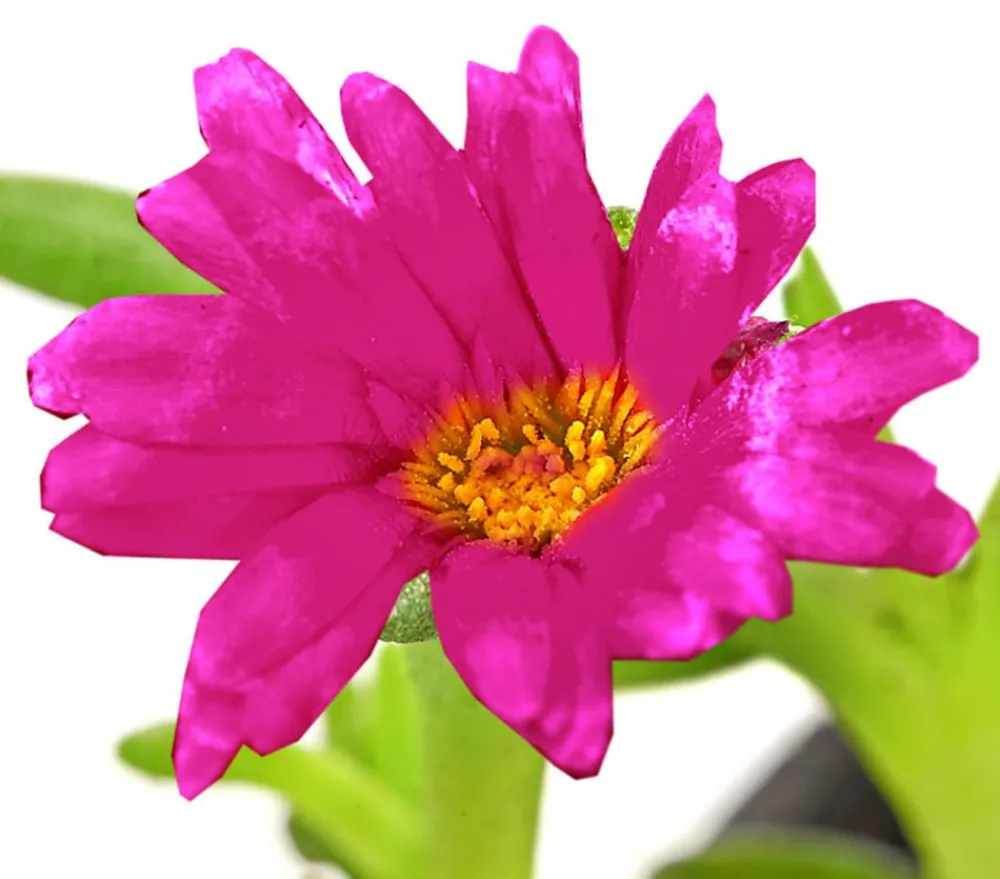 Dehner Bio Bio Mittagsblume 'Wheels of Wonder® Violet Wonder' Hot