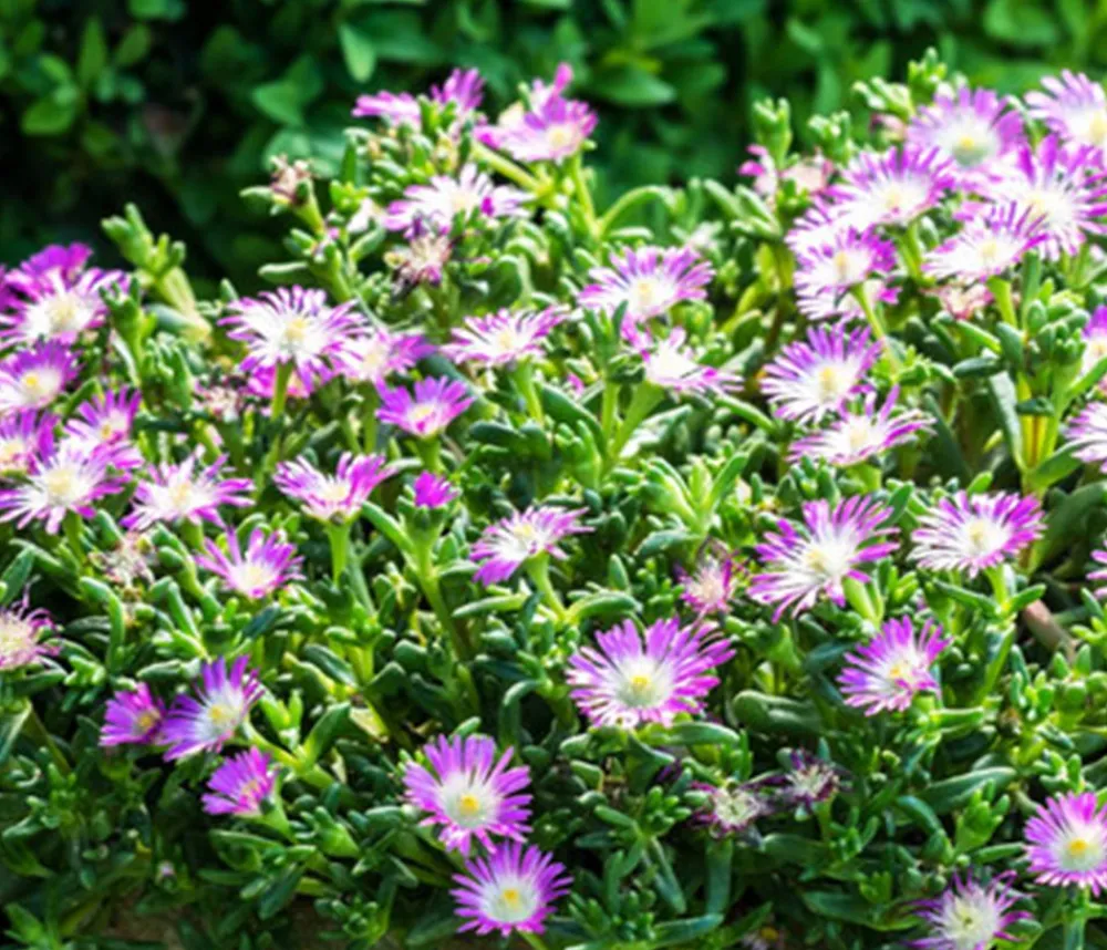Dehner Bio Bio Mittagsblume 'Wheels of Wonder® Violet Wonder' Hot