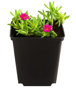 Dehner Bio Bio Mittagsblume 'Wheels of Wonder® Violet Wonder' Hot