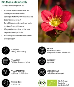 Dehner Bio Steingartenstauden|Bio Stauden - Bio Moos-Steinbrech,