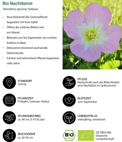 Dehner Bio Steingartenstauden|Bio Stauden > Bio Nachtkerze 'Siskiyou'