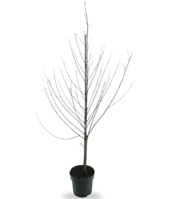 Dehner Bio Bio Nektarine 'Nectared', Landlust Kollektion Best