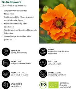 Dehner Bio Sommerstauden|Bio Stauden - Bio Nelkenwurz 'Mrs. Bradshaw' Rot