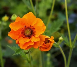 Dehner Bio Sommerstauden|Bio Stauden - Bio Nelkenwurz 'Mrs. Bradshaw' Rot