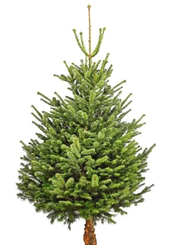 Dehner Bio Bio Nordmann-Tanne, ca. 150-200 cm, gesägt Dunkelgrün Hot