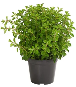 Dehner Bio Bio-Kräuter|Garten- & Heilkräuter > Bio Oregano
