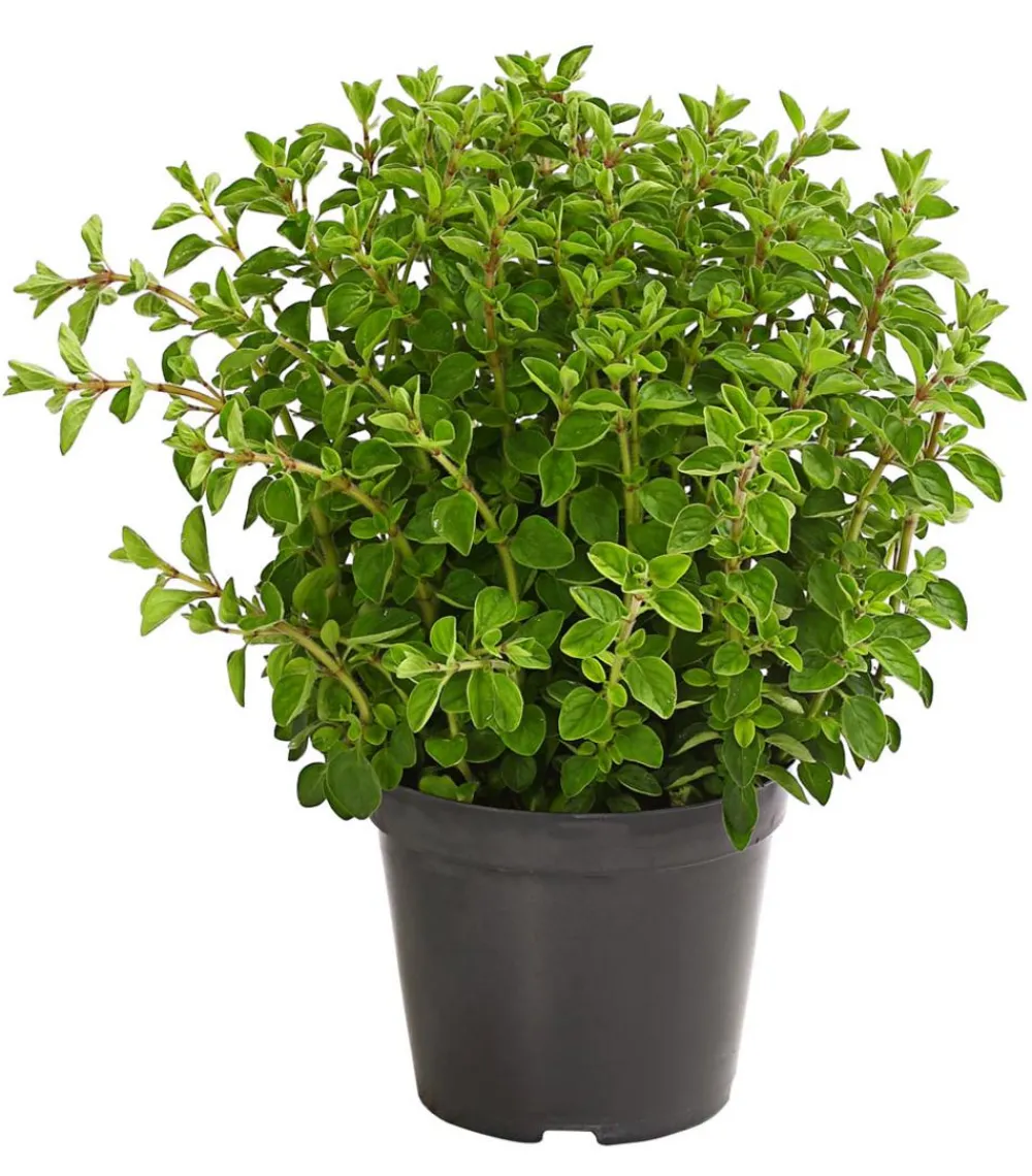 Dehner Bio Bio-Kräuter|Garten- & Heilkräuter > Bio Oregano
