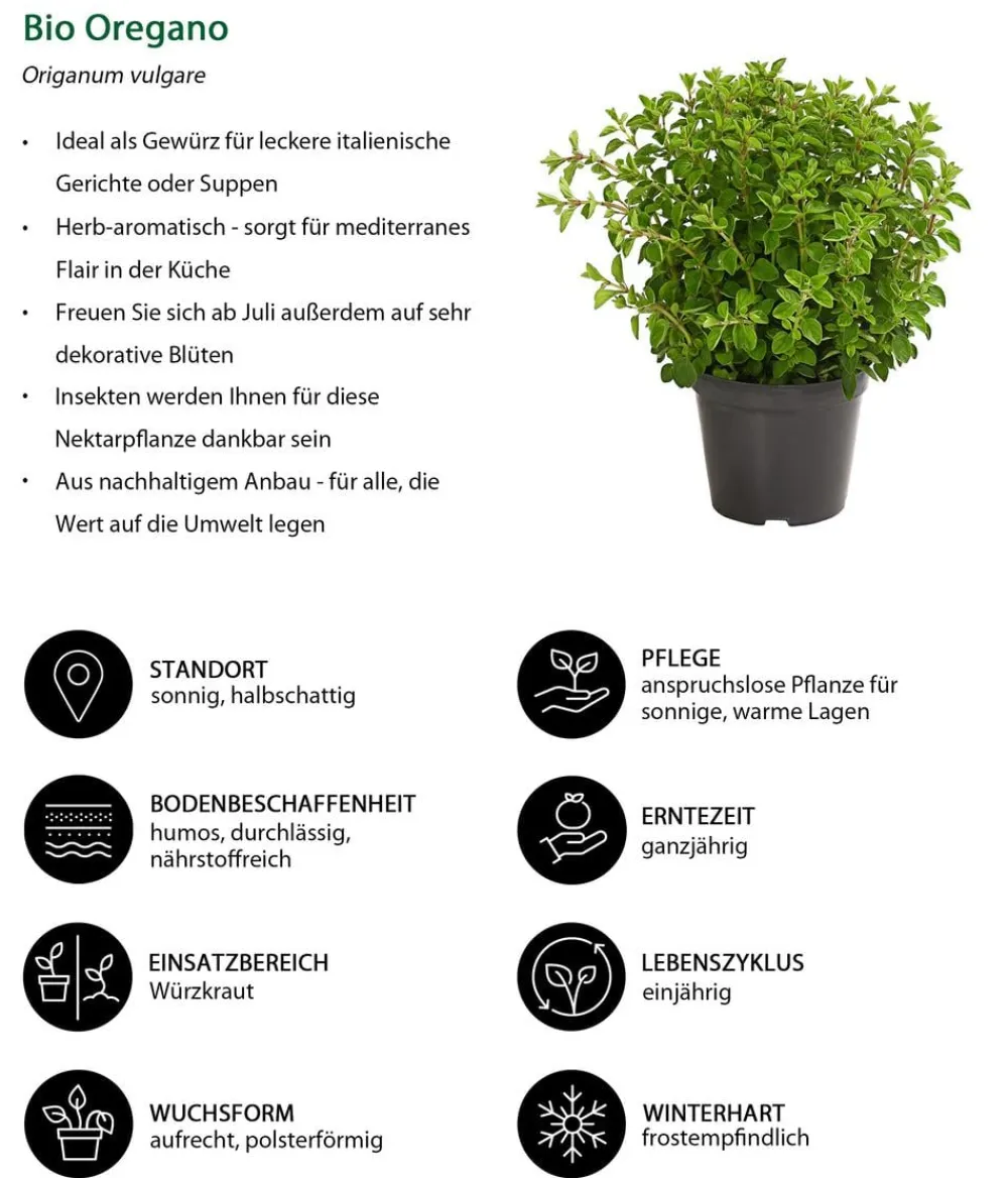 Dehner Bio Bio-Kräuter|Garten- & Heilkräuter > Bio Oregano