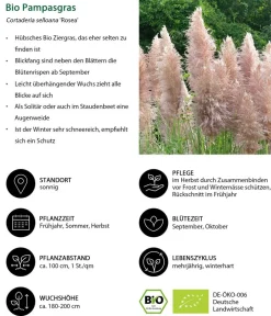 Dehner Bio Gräser|Bio Stauden - Bio Pampasgras 'Rosea' Zartrosa