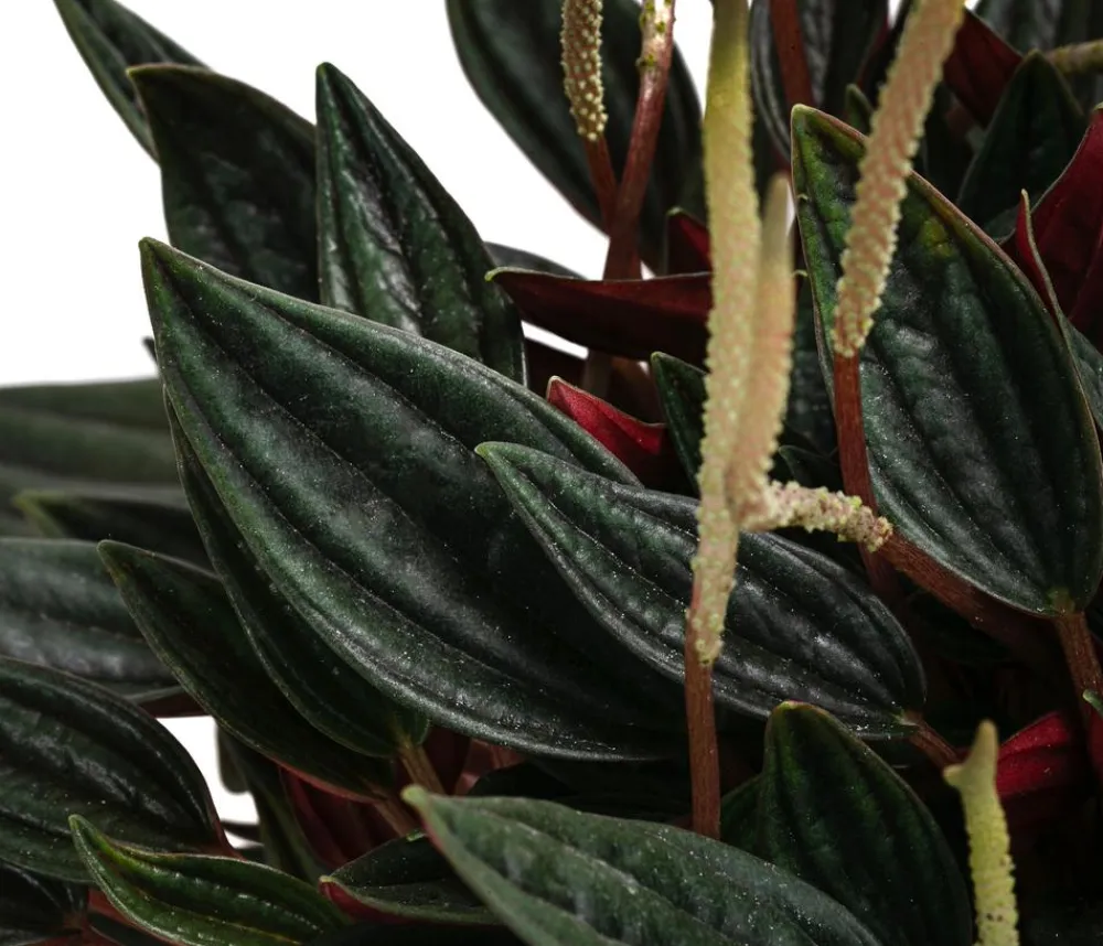 Bioland Bio Peperomie - Peperomia caperata 'Rosso' Sale