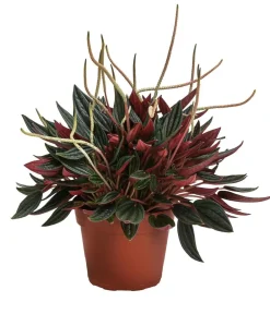 Bioland Bio Peperomie - Peperomia caperata 'Rosso' Sale