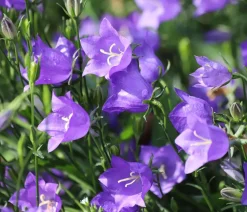 Dehner Bio Sommerstauden|Bio Stauden > Bio Pfirsichblättrige Glockenblume