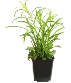 Dehner Bio Sommerstauden|Bio Stauden > Bio Pfirsichblättrige Glockenblume