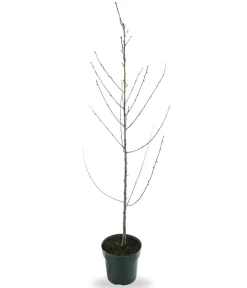 Dehner Bio Bio-Obstbäume|Aprikosen- & Pfirsichbäume > Bio Pfirsich 'Suncrest', Landlust Kollektion