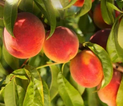 Dehner Bio Bio-Obstbäume|Aprikosen- & Pfirsichbäume > Bio Pfirsich 'Suncrest', Landlust Kollektion