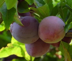 Dehner Bio Obstbäume|Zwetschgen- & Pflaumenbäume > Bio Pflaume 'Opal'