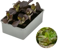 Dehner Bio Gartengemüse|Bio-Gemüsepflanzen > Bio Pflücksalat, 6er Schale