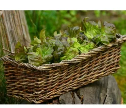 Dehner Bio Gartengemüse|Bio-Gemüsepflanzen > Bio Pflücksalat, 6er Schale