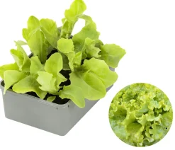 Dehner Bio Bio Pflücksalat, 6er Schale Grün Best