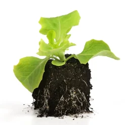 Dehner Bio Bio Pflücksalat, 6er Schale Grün Best